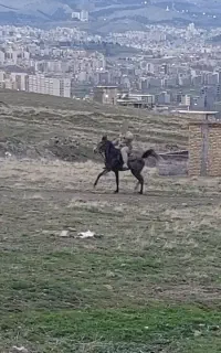 اسب مادیون