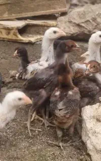 جوجه لاری اصیل