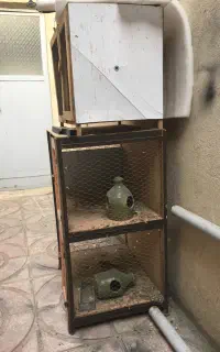 جوفتکن کبوتر