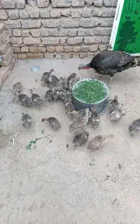بوقلمون