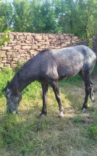 اسب نریان