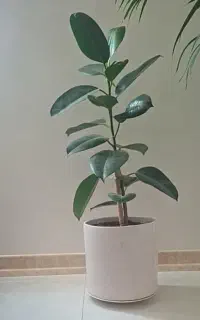 گیاه فیکوس سبز