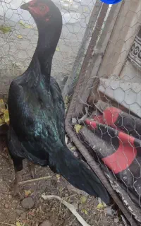 مرغ لاری با جوجه ها قاطی