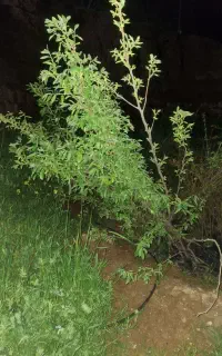 نهال پسته پیوندی دوساله / انار و خرمالو