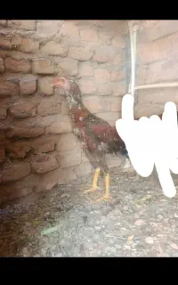 جوجه لاری اصیل