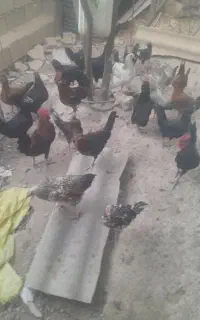 مرغ خروس