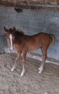 کره اسب درشور ماده برای فروش