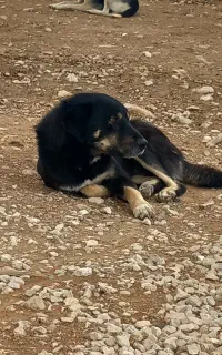 سگ گم شده