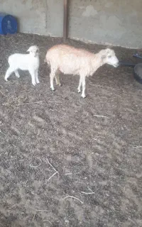 گوسفند با بره نر