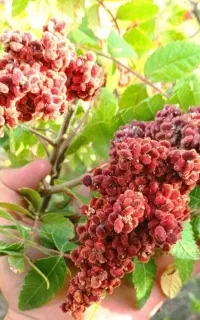 سماق قرمز اصل صددرصد طبیعی