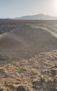 کاه گندم
