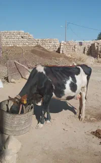 گاو سویسی