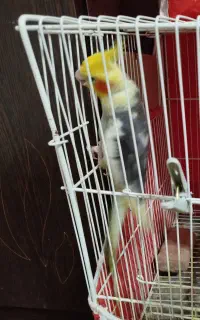 فروش عروس هلندی نر