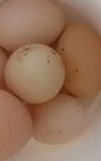 تخم مرغ نطفه دار