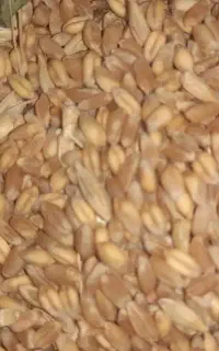گندم