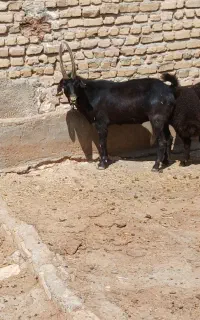 نر بز