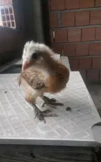 جوجه دورگ برهما