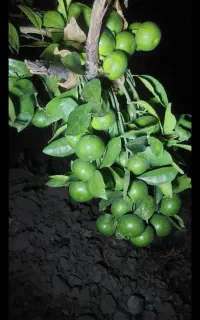 کارگر میوه چیدن زن و مرد
