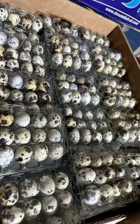 بلدرچین مولد و کشتاری و تخم بلدرچین