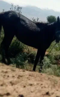 اسب مادیان مشکی
