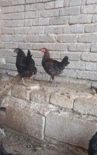 باسلام فروش جوجه خروس محلی