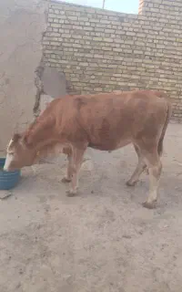 گاو و گوساله سمینتال