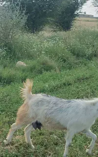 بز نجدی جووان