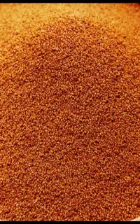 خاکشیر درجه یک بدون یک ذره سبز