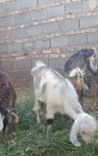 چند عدد بز کره فروشی