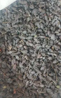 کشمش آفتابی