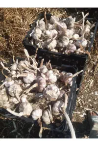 سیر بذری مغان