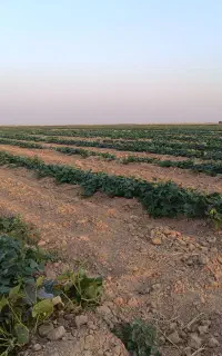 کارگر برای چیدن خیار