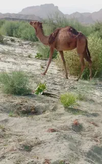 شتر ماده