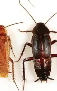 سمپاشی