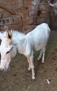 الاغ