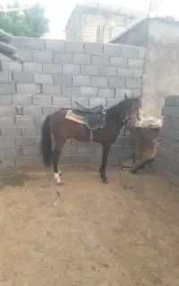 اسب