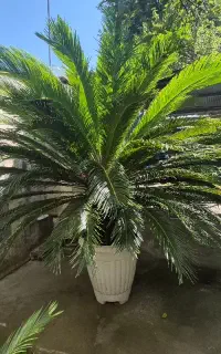 فروش سیکاس های تنه دار شیک ۱۵ ساله