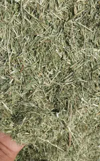 یونجه  علوفه