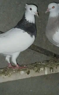 کبوتر