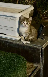 واگذاری گربه ۲ماهه