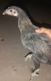 جوجه‌محلی