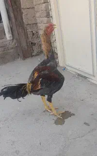 خروس لاری