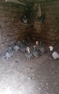 کبوتر