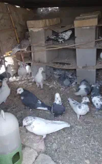 کبوتر پرشی
