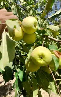 سیب گلاب و الو طلایی (الو زرد)