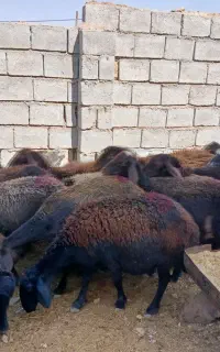 میش وشیشک
