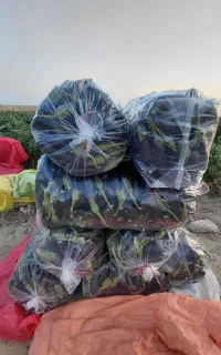 بادمجان درجه یک