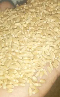 گندم آبی درجه یک