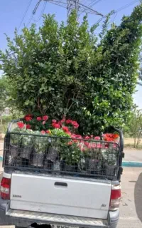 خدمات باغبانی باغچه کاری گل کاری تعویض خاک گلدون