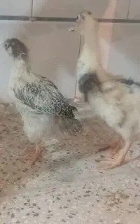 جوجه واردک